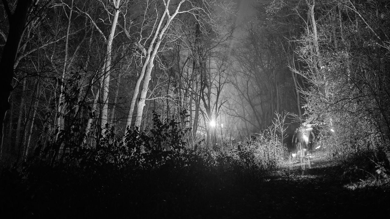 Wallpaper forest, trees, glow, night, black and white
