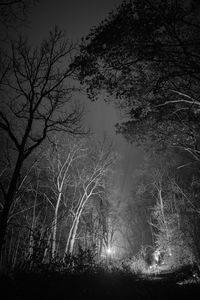 Preview wallpaper forest, trees, glow, night, black and white