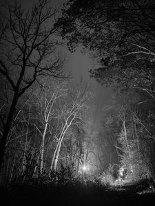 Preview wallpaper forest, trees, glow, night, black and white