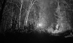 Preview wallpaper forest, trees, glow, night, black and white
