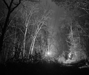 Preview wallpaper forest, trees, glow, night, black and white