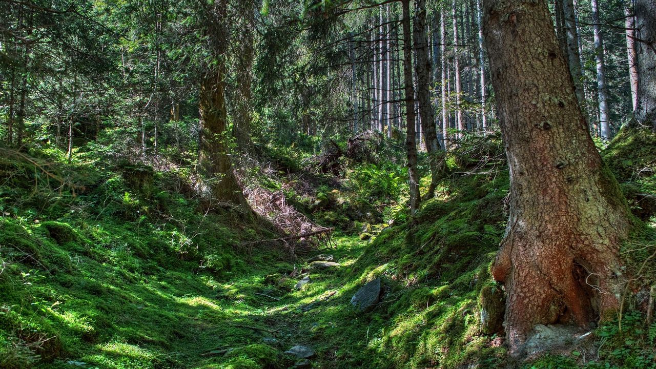 Wallpaper forest, trees, grass, hdr