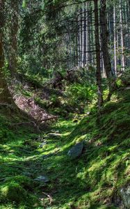 Preview wallpaper forest, trees, grass, hdr