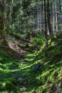 Preview wallpaper forest, trees, grass, hdr