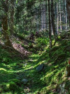 Preview wallpaper forest, trees, grass, hdr