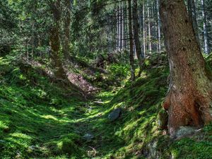 Preview wallpaper forest, trees, grass, hdr