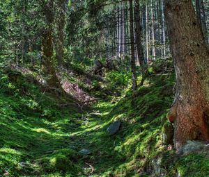 Preview wallpaper forest, trees, grass, hdr