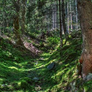 Preview wallpaper forest, trees, grass, hdr