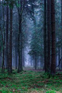 Preview wallpaper forest, trees, grass, fog