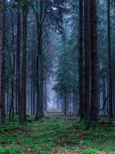 Preview wallpaper forest, trees, grass, fog