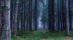 Preview wallpaper forest, trees, grass, fog