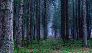 Preview wallpaper forest, trees, grass, fog