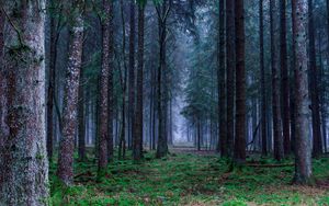 Preview wallpaper forest, trees, grass, fog