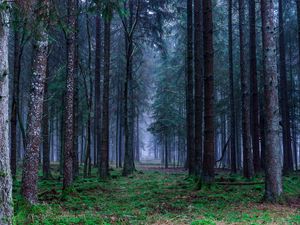 Preview wallpaper forest, trees, grass, fog