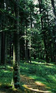 Preview wallpaper forest, trees, grass, path, green