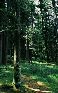Preview wallpaper forest, trees, grass, path, green