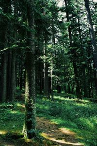 Preview wallpaper forest, trees, grass, path, green