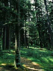 Preview wallpaper forest, trees, grass, path, green