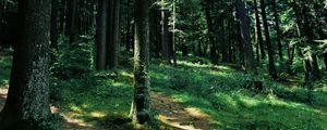 Preview wallpaper forest, trees, grass, path, green