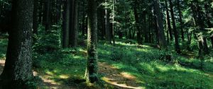 Preview wallpaper forest, trees, grass, path, green