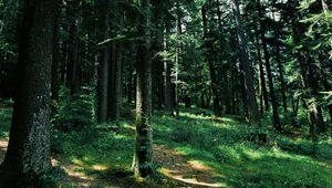Preview wallpaper forest, trees, grass, path, green