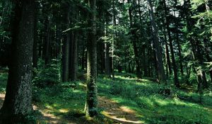 Preview wallpaper forest, trees, grass, path, green