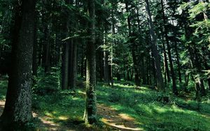 Preview wallpaper forest, trees, grass, path, green