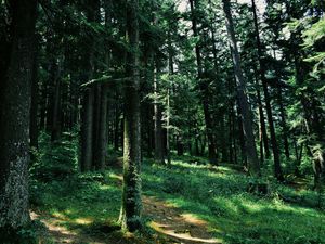 Preview wallpaper forest, trees, grass, path, green