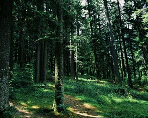 Preview wallpaper forest, trees, grass, path, green