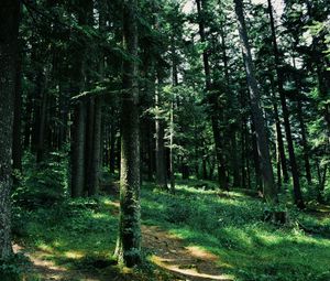 Preview wallpaper forest, trees, grass, path, green