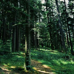 Preview wallpaper forest, trees, grass, path, green