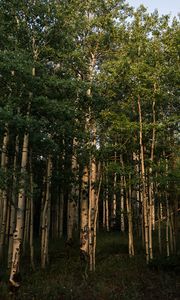 Preview wallpaper forest, trees, grass, landscape, nature