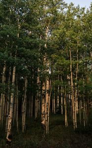 Preview wallpaper forest, trees, grass, landscape, nature