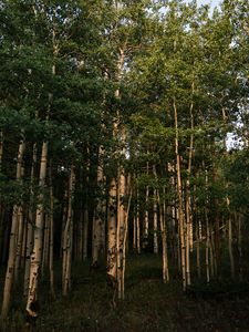 Preview wallpaper forest, trees, grass, landscape, nature