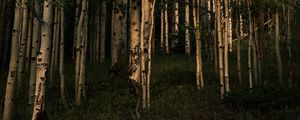 Preview wallpaper forest, trees, grass, landscape, nature