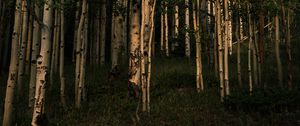 Preview wallpaper forest, trees, grass, landscape, nature
