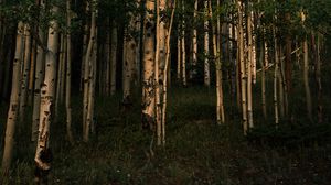Preview wallpaper forest, trees, grass, landscape, nature