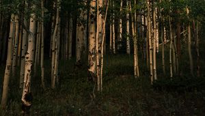 Preview wallpaper forest, trees, grass, landscape, nature