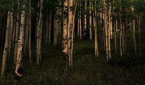 Preview wallpaper forest, trees, grass, landscape, nature