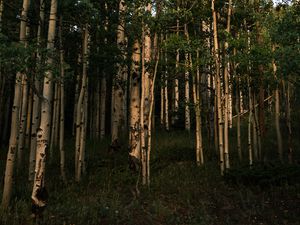 Preview wallpaper forest, trees, grass, landscape, nature