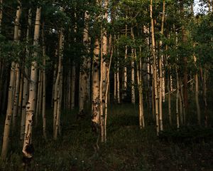 Preview wallpaper forest, trees, grass, landscape, nature