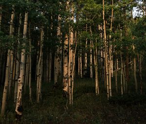 Preview wallpaper forest, trees, grass, landscape, nature