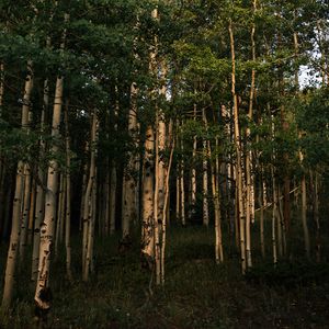 Preview wallpaper forest, trees, grass, landscape, nature