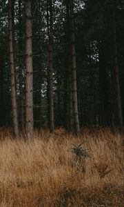 Preview wallpaper forest, trees, grass, pines, conifer