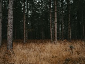 Preview wallpaper forest, trees, grass, pines, conifer