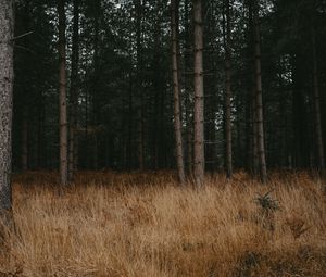 Preview wallpaper forest, trees, grass, pines, conifer