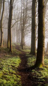 Preview wallpaper forest, trees, grass, path