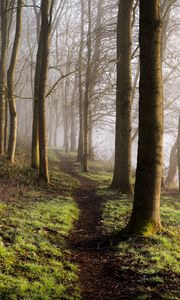 Preview wallpaper forest, trees, grass, path