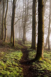 Preview wallpaper forest, trees, grass, path