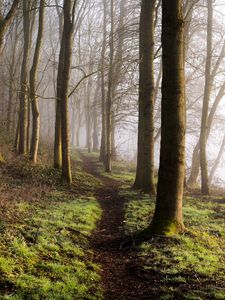 Preview wallpaper forest, trees, grass, path